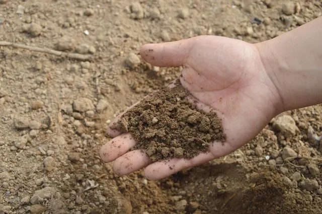 Zalety stosowania nawozów naturalnych Bat Guano